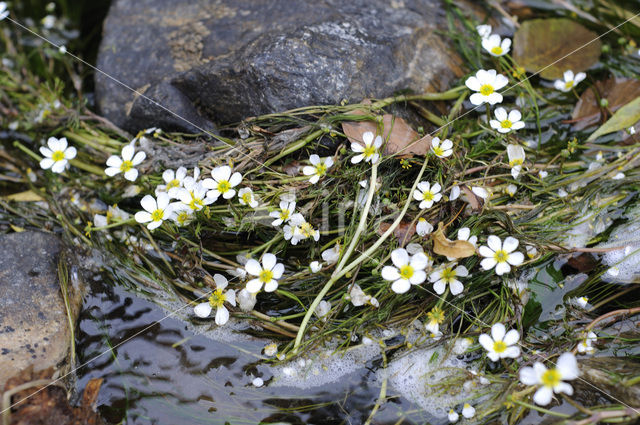 Grote waterranonkel (Ranunculus peltatus)