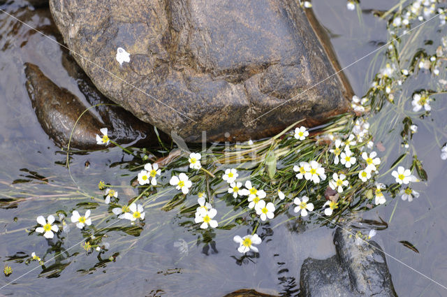 Pond Watercrowfoot (Ranunculus peltatus)