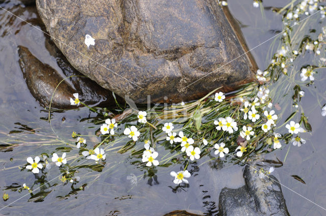 Grote waterranonkel (Ranunculus peltatus)