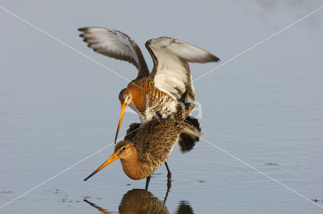 Black-tailed Godwit (Limosa limosa)
