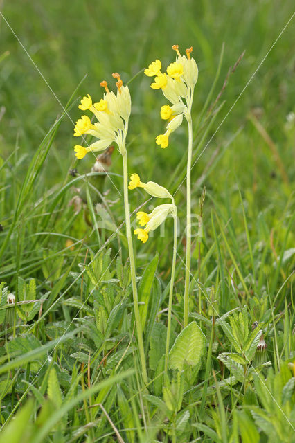 Gulden sleutelbloem (Primula veris)