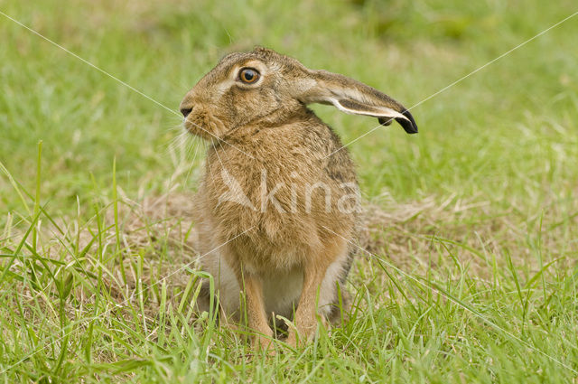 Haas (Lepus europaeus)