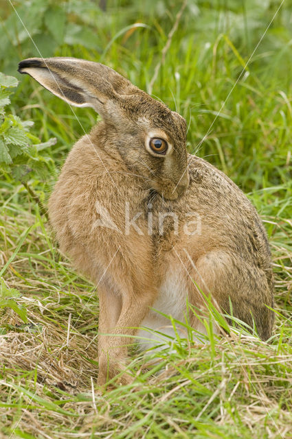 Haas (Lepus europaeus)