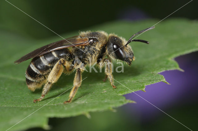 Halictus longobardicus