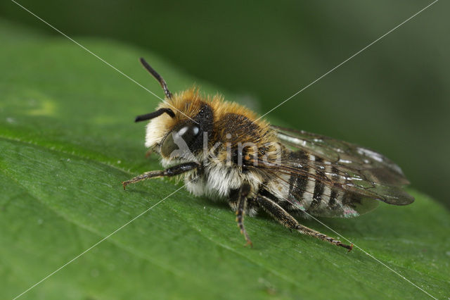 Coelioxys quadridentata