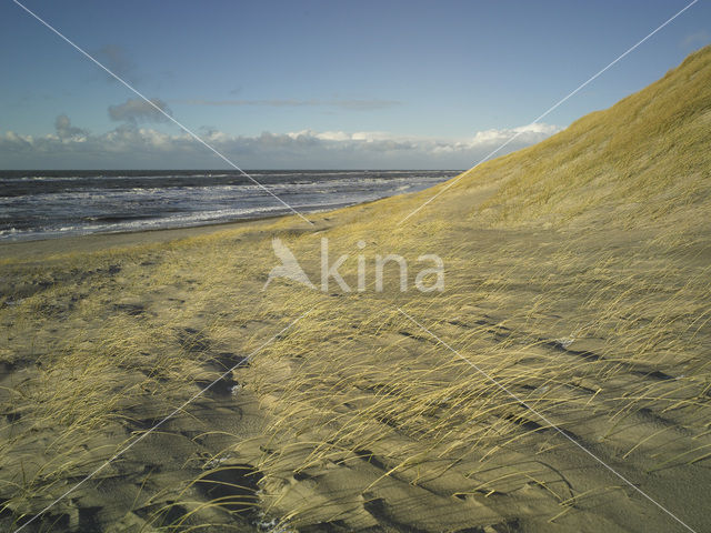 Marram (Ammophila arenaria)