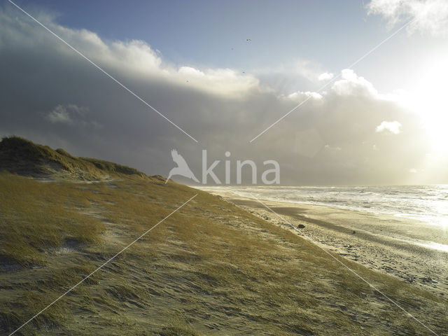 Marram (Ammophila arenaria)