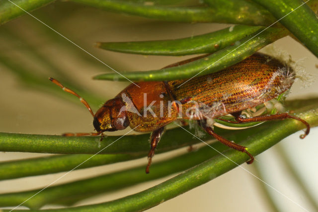 Helochares punctatus