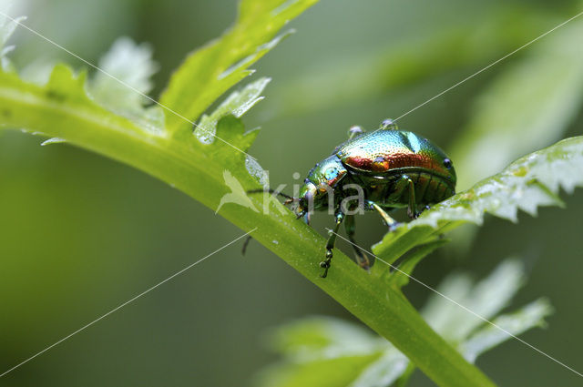 Hennepnetelgoudhaantje (Chrysolina fastuosa)