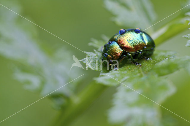 Dead-Nettle Leaf Beetle (Chrysolina fastuosa)