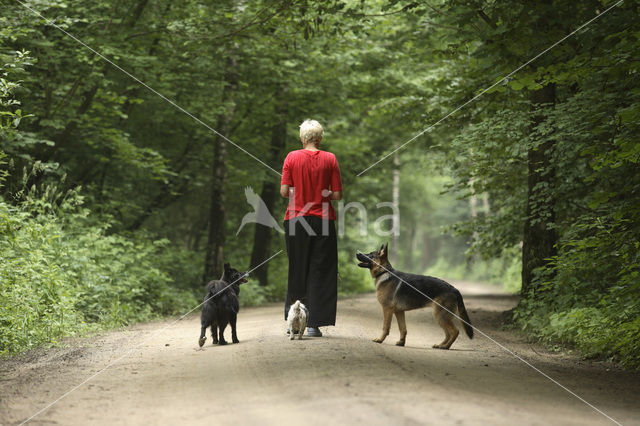 Hond (Canis domesticus)