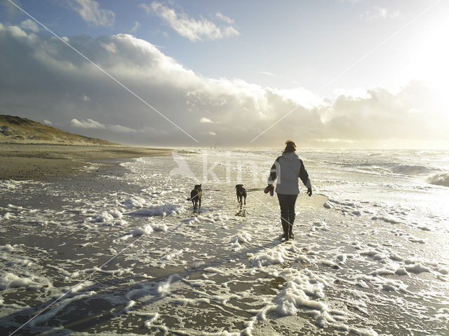 Dog (Canis domesticus)