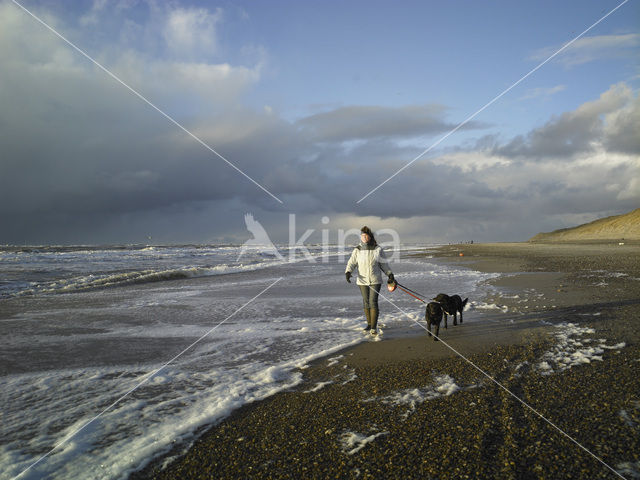Dog (Canis domesticus)