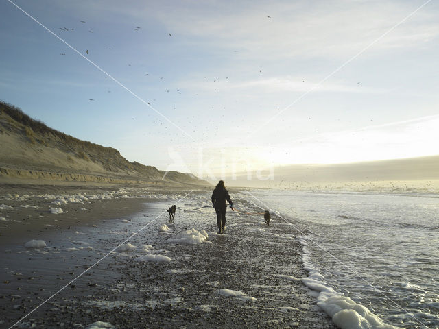 Hond (Canis domesticus)