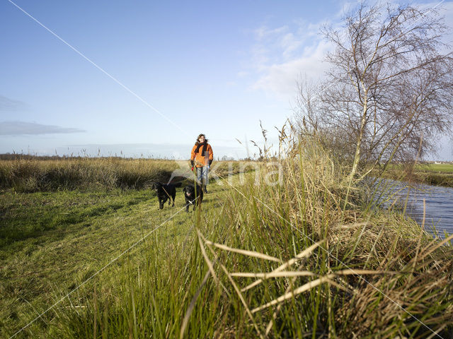 Dog (Canis domesticus)