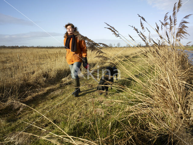 Dog (Canis domesticus)