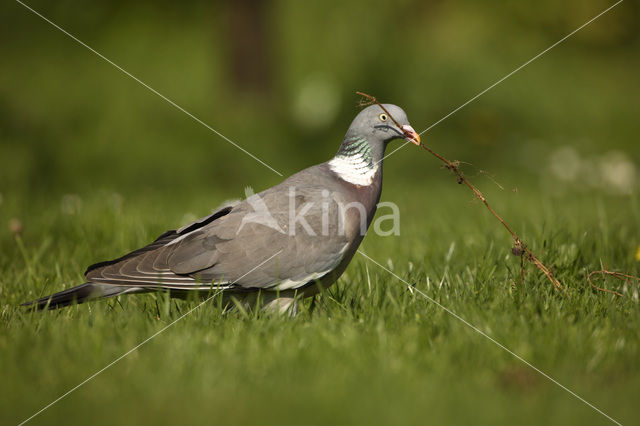 Houtduif (Columba palumbus)