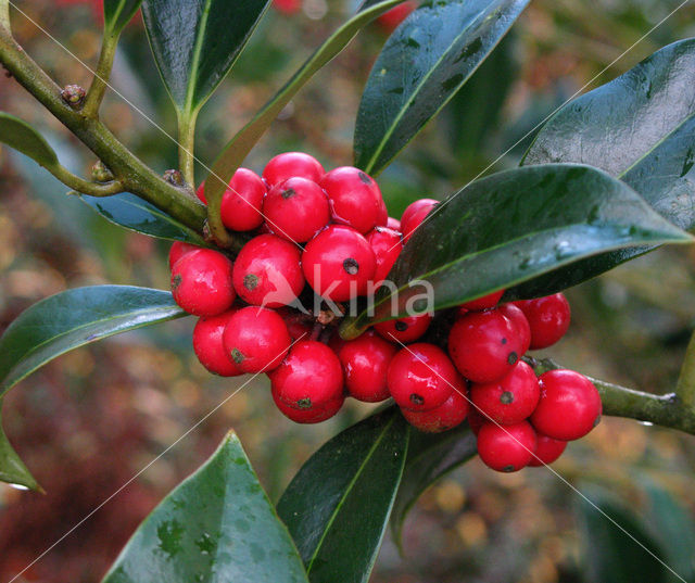 Hulst (Ilex aquifolium)