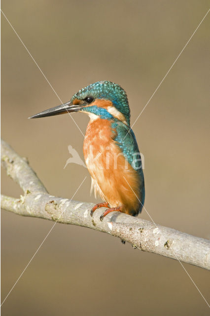 IJsvogel (Alcedo atthis)