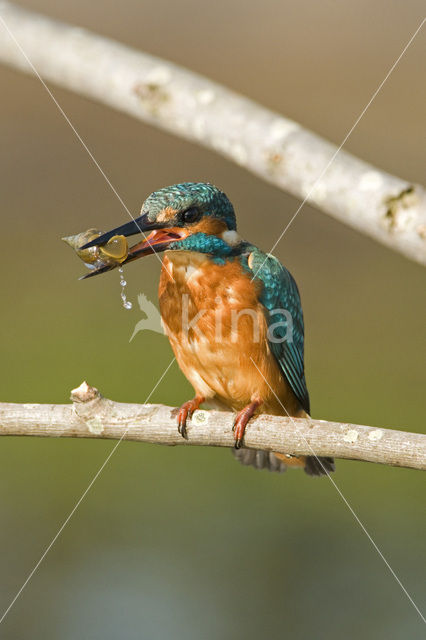 IJsvogel (Alcedo atthis)