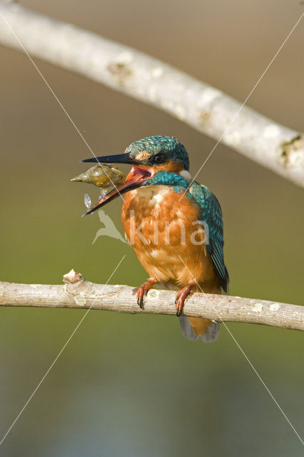 IJsvogel (Alcedo atthis)