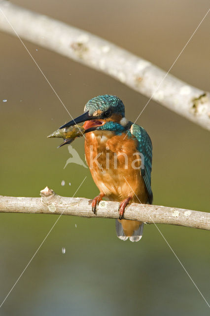 IJsvogel (Alcedo atthis)