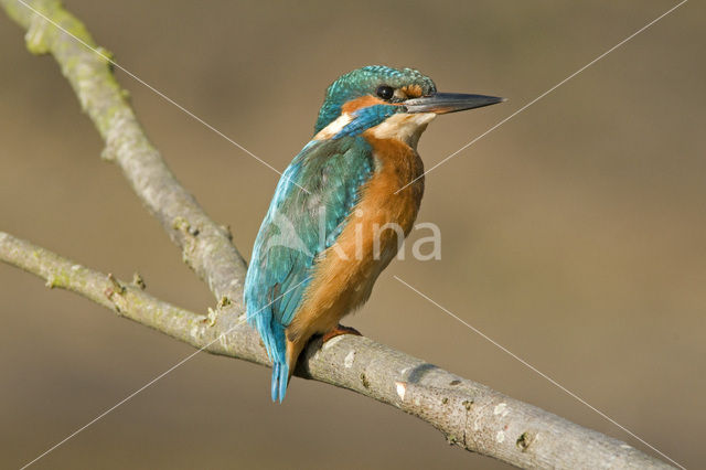 IJsvogel (Alcedo atthis)