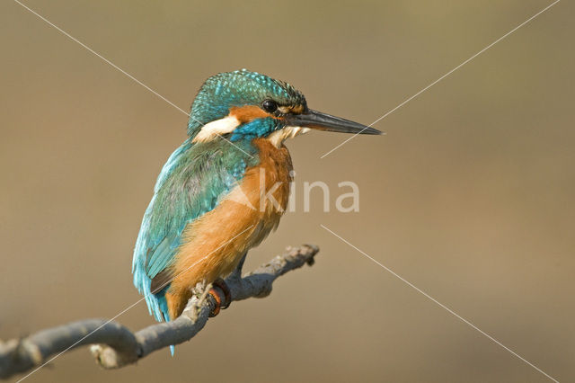 Kingfisher (Alcedo atthis)