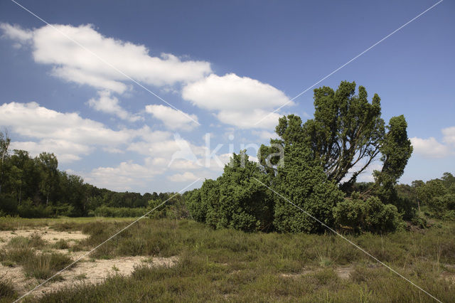 common juniper (Juniperus communis)