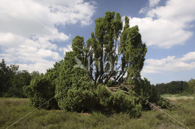 Jeneverbes (Juniperus communis)