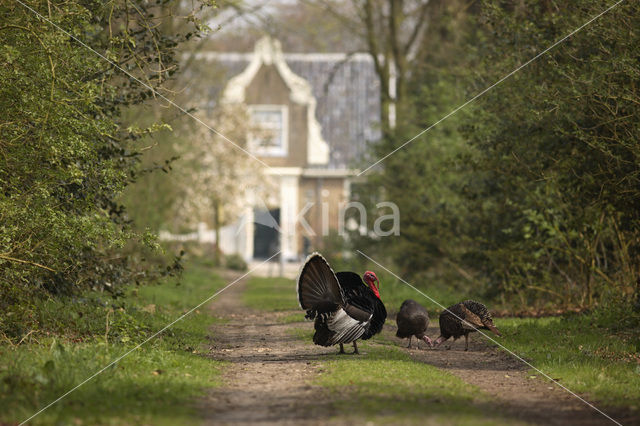 Kalkoen (Meleagris gallopavo)