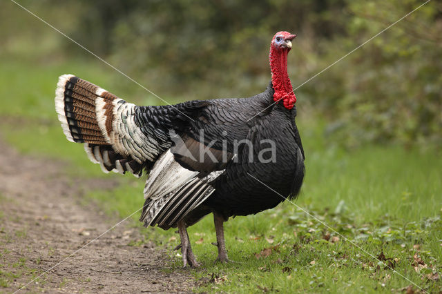 Kalkoen (Meleagris gallopavo)