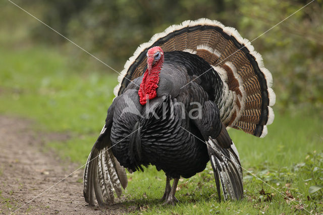 Kalkoen (Meleagris gallopavo)