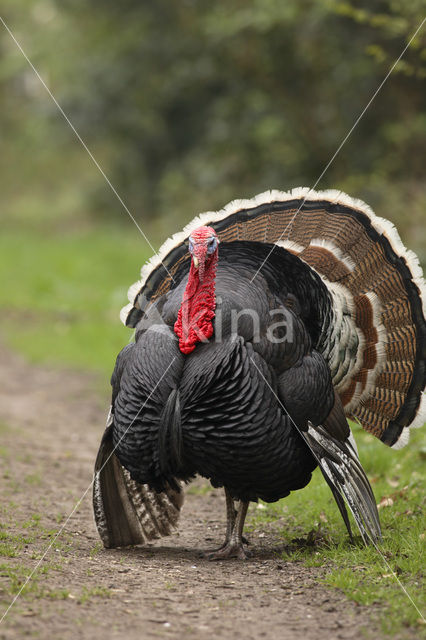 Kalkoen (Meleagris gallopavo)