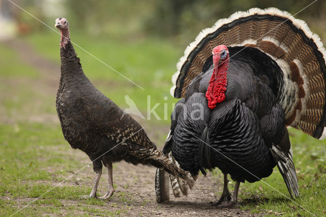 Wild Turkey (Meleagris gallopavo)