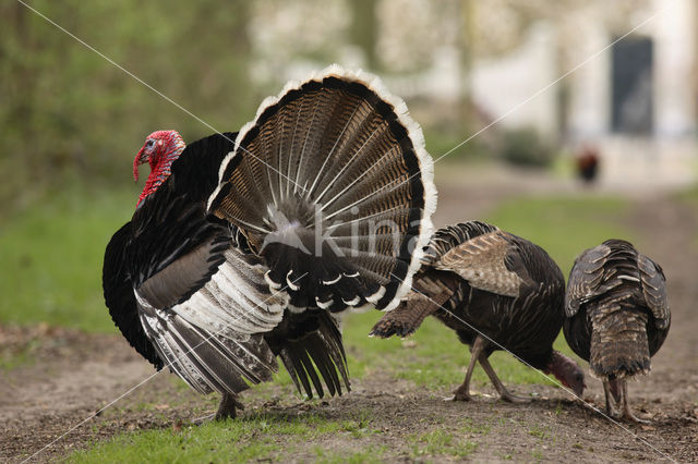 Wild Turkey (Meleagris gallopavo)