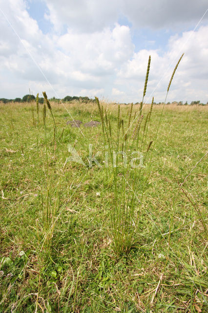 Crested Dog’s-tail (Cynosurus cristatus)