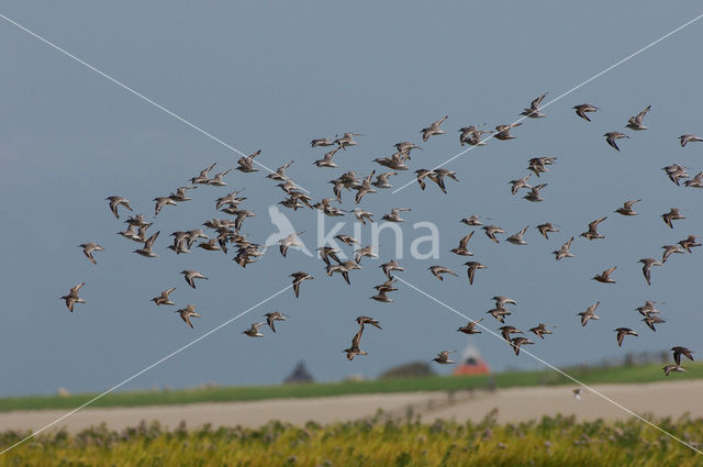 Kanoetstrandloper (Calidris canutus)