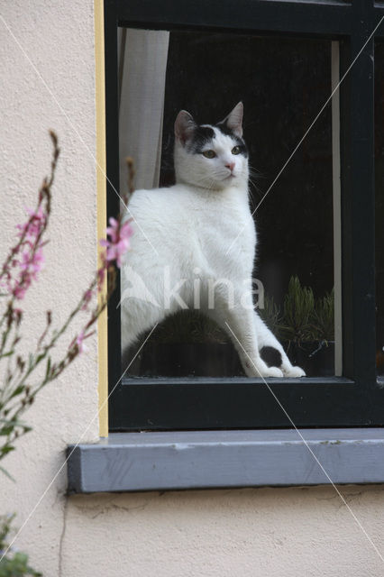 Kat (Felis domesticus