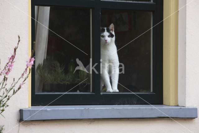 Kat (Felis domesticus