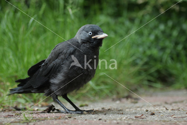 Eurasian Jackdaw (Corvus monedula)