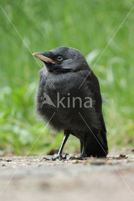 Eurasian Jackdaw (Corvus monedula)