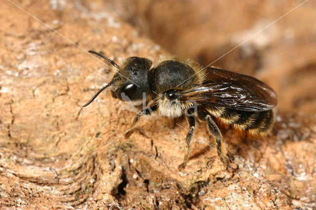 Kauwende metselbij (Osmia leaiana)