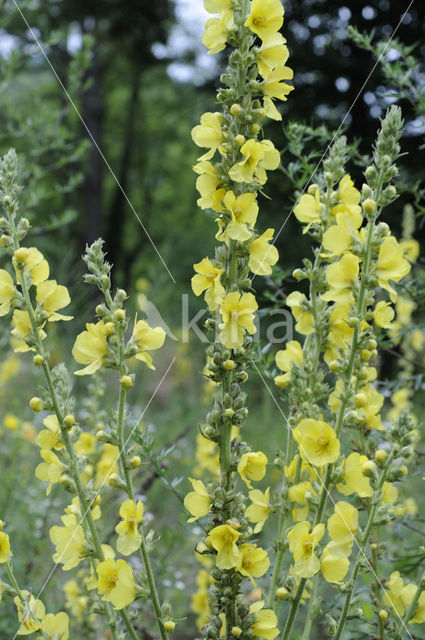 Orange Mullein (Verbascum phlomoides)
