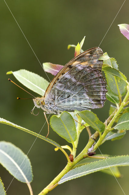 Keizersmantel (Argynnis paphia)