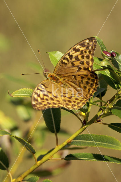 Keizersmantel (Argynnis paphia)