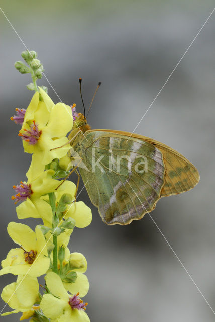 Keizersmantel (Argynnis paphia)