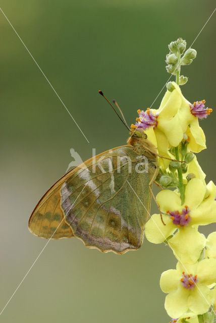 Silver-washed Fritillary (Argynnis paphia)