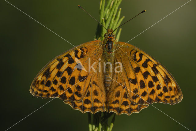 Keizersmantel (Argynnis paphia)