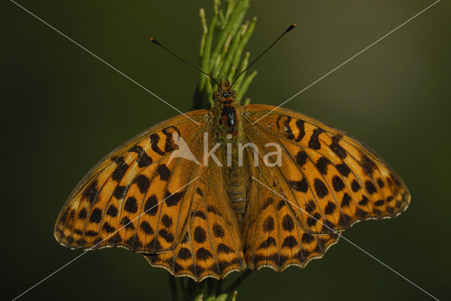 Silver-washed Fritillary (Argynnis paphia)